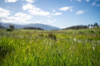 Yenilenebilir tarım çiftliğinde yemyeşil, uzun otlaklar. Lush Green Australian Farm Pasture 'a park edilmiş bir kamu aracı. Kırsal Taşımacılık ve Tarım İşlemleri Temsilcisi 