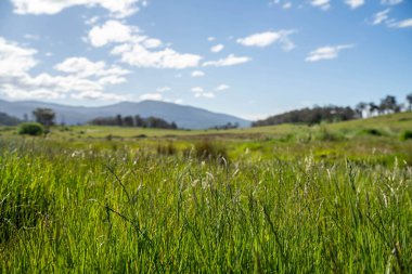 Yenilenebilir tarım çiftliğinde yemyeşil, uzun otlaklar. Lush Green Australian Farm Pasture 'a park edilmiş bir kamu aracı. Kırsal Taşımacılık ve Tarım İşlemleri Temsilcisi 