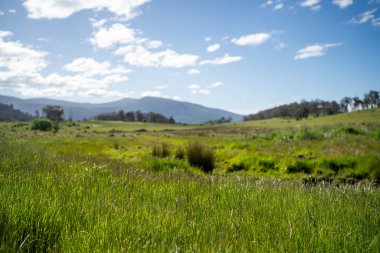 Altın Avustralya Çiftliği, yemyeşil çimleri, tarlada inekleri, sakızlı manzarası var. Geniş Kırsal Araziler ve Avustralya 'da sürdürülebilir yenilenebilir tarım için ilkbaharda