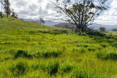 Green Pasture çiftliği sürdürülebilir tarım yapıyor Avustralya 'da yenilenebilir çiftliğin geleceği. Sağlıklı Toprak Yönetimi, Çevre Yönetimi ve Kırsal Peyzaj Gösterimi