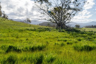 Altın Avustralya Çiftliği, yemyeşil çimleri, tarlada inekleri, sakızlı manzarası var. Geniş Kırsal Araziler ve Avustralya 'da sürdürülebilir yenilenebilir tarım için ilkbaharda