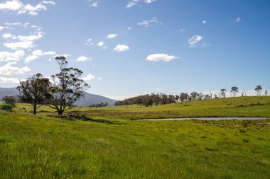 Altın Avustralya Çiftliği, yemyeşil çimleri, tarlada inekleri, sakızlı manzarası var. Geniş Kırsal Araziler ve Avustralya 'da sürdürülebilir yenilenebilir tarım için ilkbaharda