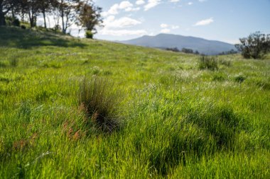 Altın Avustralya Çiftliği, yemyeşil çimleri, tarlada inekleri, sakızlı manzarası var. Geniş Kırsal Araziler ve Avustralya 'da sürdürülebilir yenilenebilir tarım için ilkbaharda
