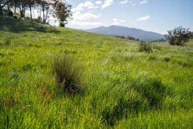 Green Pasture çiftliği sürdürülebilir tarım yapıyor Avustralya 'da yenilenebilir çiftliğin geleceği. Sağlıklı Toprak Yönetimi, Çevre Yönetimi ve Kırsal Peyzaj Gösterimi