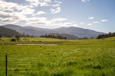 Green Pasture çiftliği sürdürülebilir tarım yapıyor Avustralya 'da yenilenebilir çiftliğin geleceği. Sağlıklı Toprak Yönetimi, Çevre Yönetimi ve Kırsal Peyzaj Gösterimi