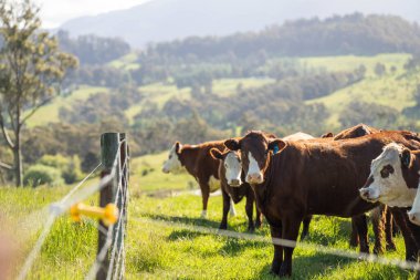 Altın Avustralya Çiftliği, yemyeşil çimleri, tarlada inekleri, sakızlı manzarası var. Geniş Kırsal Araziler ve Avustralya 'da sürdürülebilir yenilenebilir tarım için ilkbaharda
