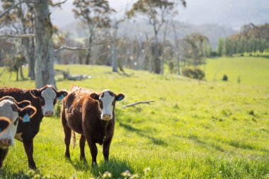 Avustralya 'daki güzel sığırlar ot yer, otlakta otlarlar. Tarımsal bir çiftlikte yetiştirilen sığır sürüsü. İlkbaharda sürdürülebilir tarım