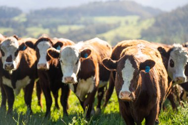 Avustralya 'daki güzel sığırlar ot yer, otlakta otlarlar. Tarımsal bir çiftlikte yetiştirilen sığır sürüsü. İlkbaharda sürdürülebilir tarım