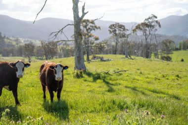 Altın Avustralya Çiftliği, yemyeşil çimleri, tarlada inekleri, sakızlı manzarası var. Geniş Kırsal Araziler ve Avustralya 'da sürdürülebilir yenilenebilir tarım için ilkbaharda