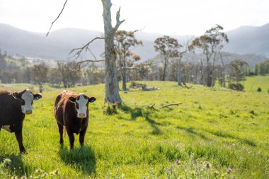 Avustralya 'daki güzel sığırlar ot yer, otlakta otlarlar. Tarımsal bir çiftlikte yetiştirilen sığır sürüsü. İlkbaharda sürdürülebilir tarım