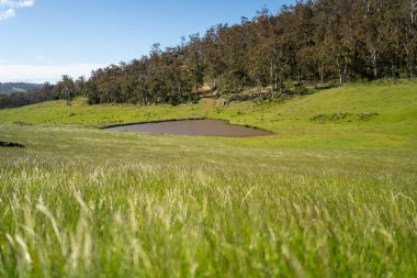 Altın Avustralya Çiftliği, yemyeşil çimleri, tarlada inekleri, sakızlı manzarası var. Geniş Kırsal Araziler ve Avustralya 'da sürdürülebilir yenilenebilir tarım için ilkbaharda
