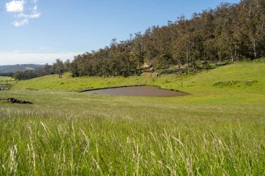 Green Pasture çiftliği sürdürülebilir tarım yapıyor Avustralya 'da yenilenebilir çiftliğin geleceği. Sağlıklı Toprak Yönetimi, Çevre Yönetimi ve Kırsal Peyzaj Gösterimi