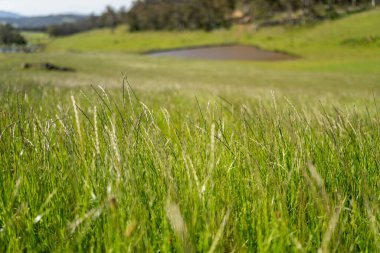 Altın Avustralya Çiftliği, yemyeşil çimleri, tarlada inekleri, sakızlı manzarası var. Geniş Kırsal Araziler ve Avustralya 'da sürdürülebilir yenilenebilir tarım için ilkbaharda