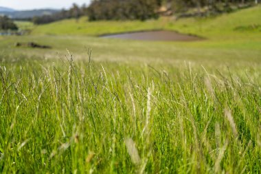 Green Pasture çiftliği sürdürülebilir tarım yapıyor Avustralya 'da yenilenebilir çiftliğin geleceği. Sağlıklı Toprak Yönetimi, Çevre Yönetimi ve Kırsal Peyzaj Gösterimi
