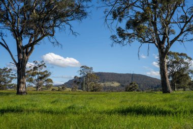 Green Pasture çiftliği sürdürülebilir tarım yapıyor Avustralya 'da yenilenebilir çiftliğin geleceği. Sağlıklı Toprak Yönetimi, Çevre Yönetimi ve Kırsal Peyzaj Gösterimi