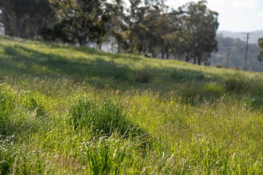 Green Pasture çiftliği sürdürülebilir tarım yapıyor Avustralya 'da yenilenebilir çiftliğin geleceği. Sağlıklı Toprak Yönetimi, Çevre Yönetimi ve Kırsal Peyzaj Gösterimi