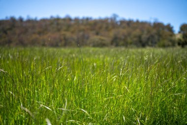Green Pasture çiftliği sürdürülebilir tarım yapıyor Avustralya 'da yenilenebilir çiftliğin geleceği. Sağlıklı Toprak Yönetimi, Çevre Yönetimi ve Kırsal Peyzaj Gösterimi