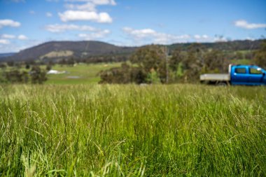 Yenileyici organik çiftçi, ot dokusu örnekleri alıyor ve bir çiftlikteki bitki gelişimine bakıyor. Bir çiftlikte sürdürülebilir tarım uygulaması