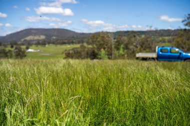 Yenileyici organik çiftçi, ot dokusu örnekleri alıyor ve bir çiftlikteki bitki gelişimine bakıyor. Bir çiftlikte sürdürülebilir tarım uygulaması