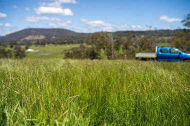 Yenileyici organik çiftçi, ot dokusu örnekleri alıyor ve bir çiftlikteki bitki gelişimine bakıyor. Bir çiftlikte sürdürülebilir tarım uygulaması
