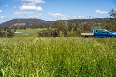 Yenileyici organik çiftçi, ot dokusu örnekleri alıyor ve bir çiftlikteki bitki gelişimine bakıyor. Bir çiftlikte sürdürülebilir tarım uygulaması