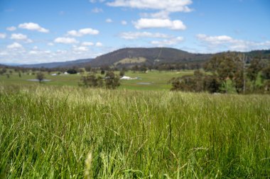 Green Pasture çiftliği sürdürülebilir tarım yapıyor Avustralya 'da yenilenebilir çiftliğin geleceği. Sağlıklı Toprak Yönetimi, Çevre Yönetimi ve Kırsal Peyzaj Gösterimi