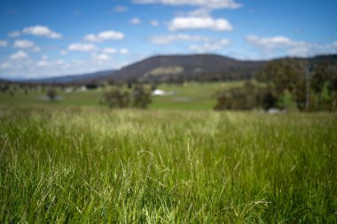 Green Pasture çiftliği sürdürülebilir tarım yapıyor Avustralya 'da yenilenebilir çiftliğin geleceği. Sağlıklı Toprak Yönetimi, Çevre Yönetimi ve Kırsal Peyzaj Gösterimi