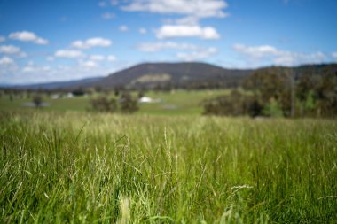 Yenileyici organik çiftçi, ot dokusu örnekleri alıyor ve bir çiftlikteki bitki gelişimine bakıyor. Bir çiftlikte sürdürülebilir tarım uygulaması