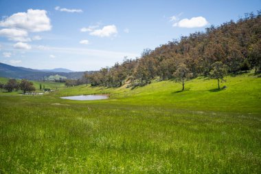 Green Pasture çiftliği sürdürülebilir tarım yapıyor Avustralya 'da yenilenebilir çiftliğin geleceği. Sağlıklı Toprak Yönetimi, Çevre Yönetimi ve Kırsal Peyzaj Gösterimi