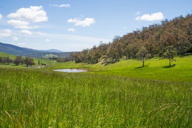 Green Pasture çiftliği sürdürülebilir tarım yapıyor Avustralya 'da yenilenebilir çiftliğin geleceği. Sağlıklı Toprak Yönetimi, Çevre Yönetimi ve Kırsal Peyzaj Gösterimi