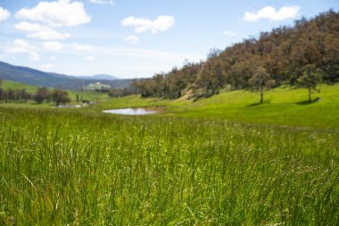 Green Pasture çiftliği sürdürülebilir tarım yapıyor Avustralya 'da yenilenebilir çiftliğin geleceği. Sağlıklı Toprak Yönetimi, Çevre Yönetimi ve Kırsal Peyzaj Gösterimi