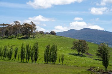 Kırsal Avustralya 'daki yemyeşil bir tepede koyun sürüsü otluyor. Sürdürülebilir Çimen Yönetimi, Merino koyunları, Yeni Zelanda 'da ve ilkbaharda Avustralya' da otlamak ve yemek.