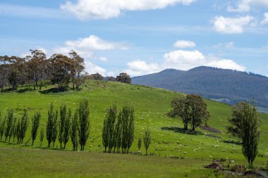 Kırsal Avustralya 'daki yemyeşil bir tepede koyun sürüsü otluyor. Sürdürülebilir Çimen Yönetimi, Merino koyunları, Yeni Zelanda 'da ve ilkbaharda Avustralya' da otlamak ve yemek.