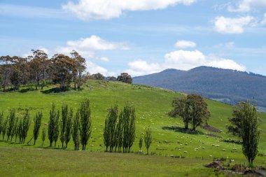 Kırsal Avustralya 'daki yemyeşil bir tepede koyun sürüsü otluyor. Sürdürülebilir Çimen Yönetimi, Merino koyunları, Yeni Zelanda 'da ve ilkbaharda Avustralya' da otlamak ve yemek.