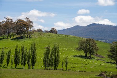 Green Pasture çiftliği sürdürülebilir tarım yapıyor Avustralya 'da yenilenebilir çiftliğin geleceği. Sağlıklı Toprak Yönetimi, Çevre Yönetimi ve Kırsal Peyzaj Gösterimi