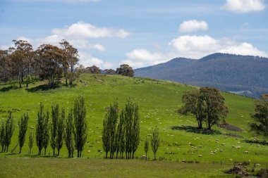 Kırsal Avustralya 'daki yemyeşil bir tepede koyun sürüsü otluyor. Sürdürülebilir Çimen Yönetimi, Merino koyunları, Yeni Zelanda 'da ve ilkbaharda Avustralya' da otlamak ve yemek.