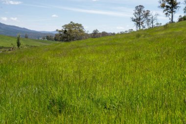 Green Pasture çiftliği sürdürülebilir tarım yapıyor Avustralya 'da yenilenebilir çiftliğin geleceği. Sağlıklı Toprak Yönetimi, Çevre Yönetimi ve Kırsal Peyzaj Gösterimi