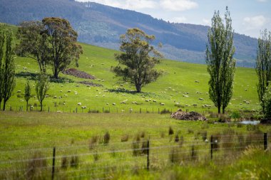 Kırsal Avustralya 'daki yemyeşil bir tepede koyun sürüsü otluyor. Sürdürülebilir Çimen Yönetimi, Merino koyunları, Yeni Zelanda 'da ve ilkbaharda Avustralya' da otlamak ve yemek.