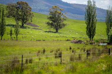 Green Pasture çiftliği sürdürülebilir tarım yapıyor Avustralya 'da yenilenebilir çiftliğin geleceği. Sağlıklı Toprak Yönetimi, Çevre Yönetimi ve Kırsal Peyzaj Gösterimi