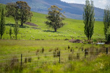 Kırsal Avustralya 'daki yemyeşil bir tepede koyun sürüsü otluyor. Sürdürülebilir Çimen Yönetimi, Merino koyunları, Yeni Zelanda 'da ve ilkbaharda Avustralya' da otlamak ve yemek.