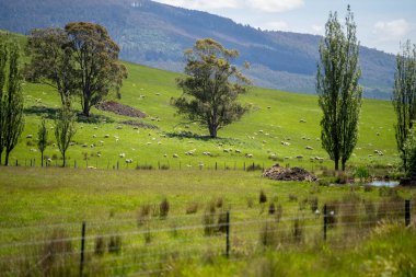 Kırsal Avustralya 'daki yemyeşil bir tepede koyun sürüsü otluyor. Sürdürülebilir Çimen Yönetimi, Merino koyunları, Yeni Zelanda 'da ve ilkbaharda Avustralya' da otlamak ve yemek.