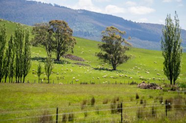 Kırsal Avustralya 'daki yemyeşil bir tepede koyun sürüsü otluyor. Sürdürülebilir Çimen Yönetimi, Merino koyunları, Yeni Zelanda 'da ve ilkbaharda Avustralya' da otlamak ve yemek.
