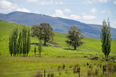 Kırsal Avustralya 'daki yemyeşil bir tepede koyun sürüsü otluyor. Sürdürülebilir Çimen Yönetimi, Merino koyunları, Yeni Zelanda 'da ve ilkbaharda Avustralya' da otlamak ve yemek.