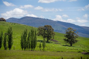 Kırsal Avustralya 'daki yemyeşil bir tepede koyun sürüsü otluyor. Sürdürülebilir Çimen Yönetimi, Merino koyunları, Yeni Zelanda 'da ve ilkbaharda Avustralya' da otlamak ve yemek.