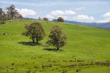 Green Pasture çiftliği sürdürülebilir tarım yapıyor Avustralya 'da yenilenebilir çiftliğin geleceği. Sağlıklı Toprak Yönetimi, Çevre Yönetimi ve Kırsal Peyzaj Gösterimi