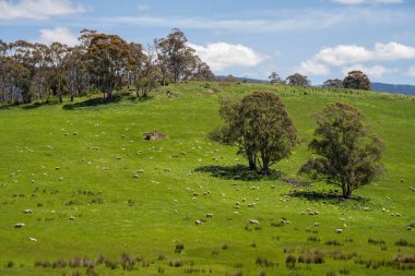 Kırsal Avustralya 'daki yemyeşil bir tepede koyun sürüsü otluyor. Sürdürülebilir Çimen Yönetimi, Merino koyunları, Yeni Zelanda 'da ve ilkbaharda Avustralya' da otlamak ve yemek.