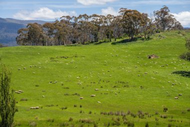 Kırsal Avustralya 'daki yemyeşil bir tepede koyun sürüsü otluyor. Sürdürülebilir Çimen Yönetimi, Merino koyunları, Yeni Zelanda 'da ve ilkbaharda Avustralya' da otlamak ve yemek.