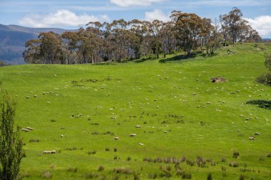 Green Pasture çiftliği sürdürülebilir tarım yapıyor Avustralya 'da yenilenebilir çiftliğin geleceği. Sağlıklı Toprak Yönetimi, Çevre Yönetimi ve Kırsal Peyzaj Gösterimi