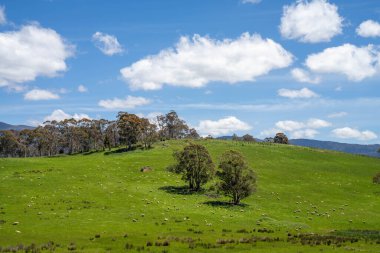 Kırsal Avustralya 'daki yemyeşil bir tepede koyun sürüsü otluyor. Sürdürülebilir Çimen Yönetimi, Merino koyunları, Yeni Zelanda 'da ve ilkbaharda Avustralya' da otlamak ve yemek.