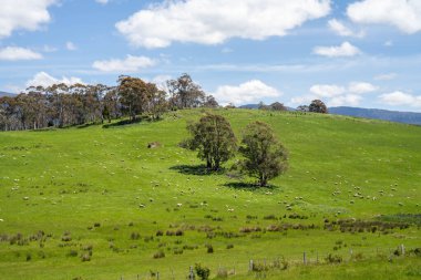 Kırsal Avustralya 'daki yemyeşil bir tepede koyun sürüsü otluyor. Sürdürülebilir Çimen Yönetimi, Merino koyunları, Yeni Zelanda 'da ve ilkbaharda Avustralya' da otlamak ve yemek.